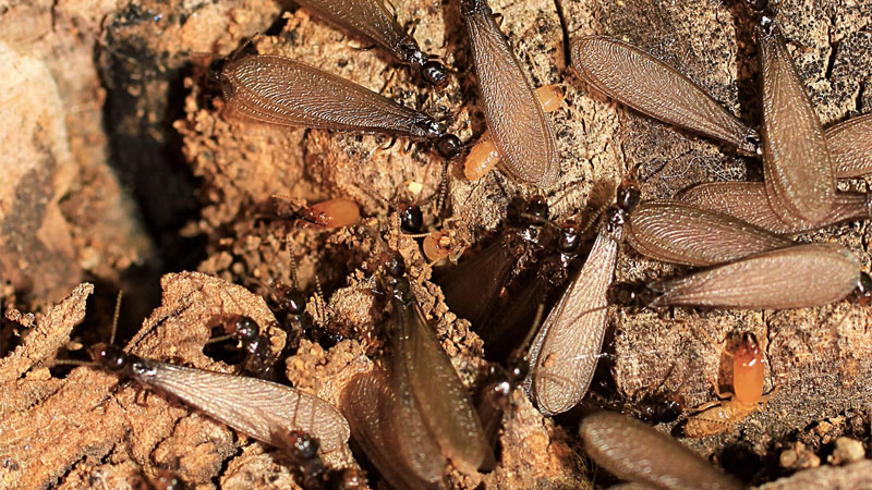 get rid of flying termites