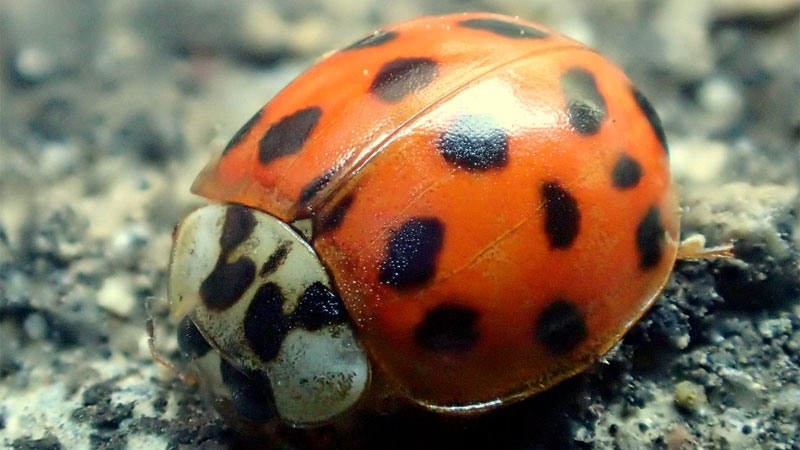 get rid of Asian ladybugs