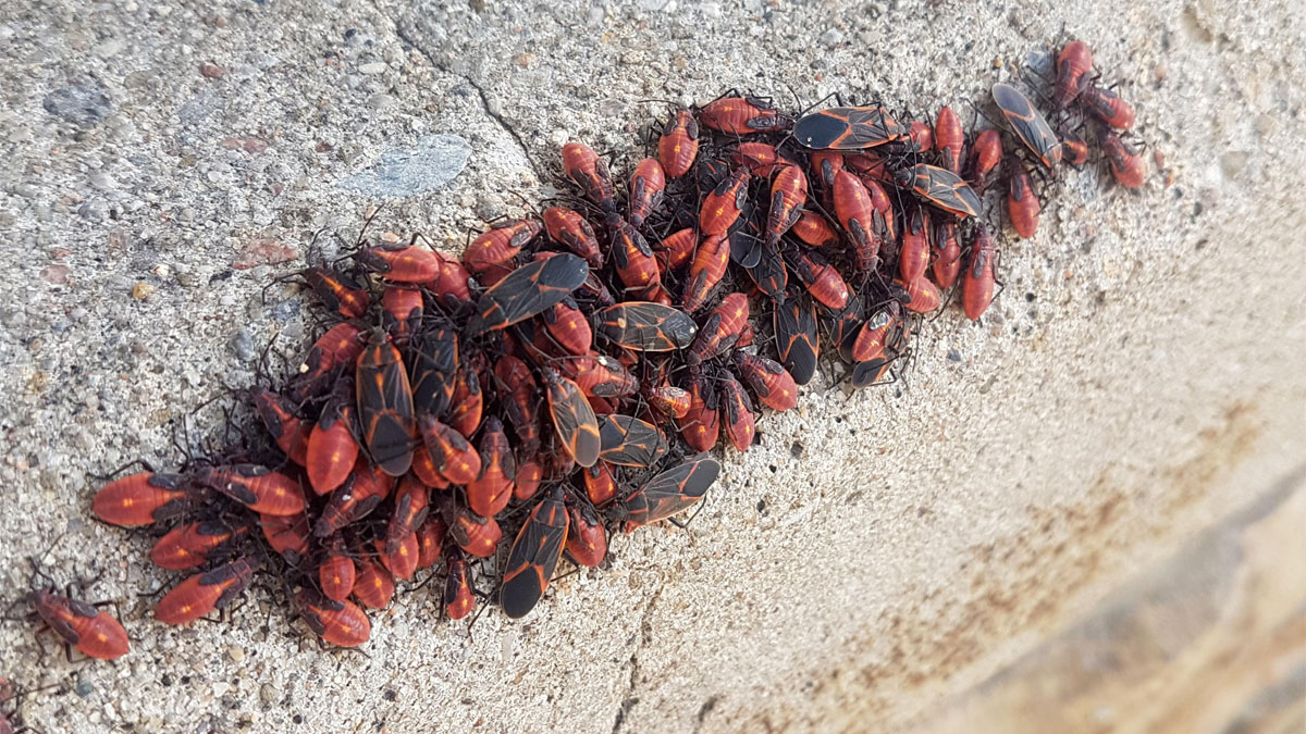 get rid of boxelder bugs