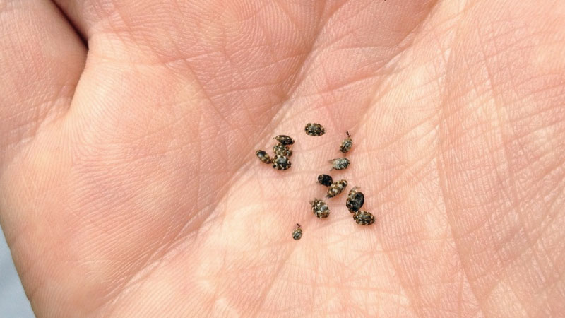 How To Get Rid Of Carpet Beetles – Ridmycritters.Com