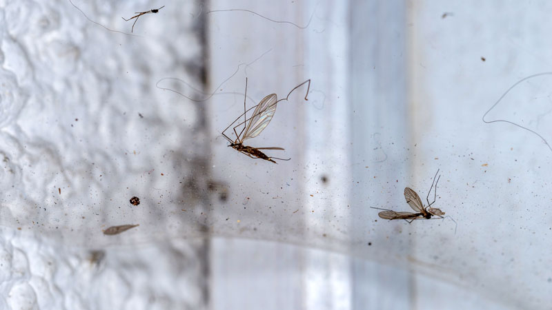 how to get rid of cobwebs