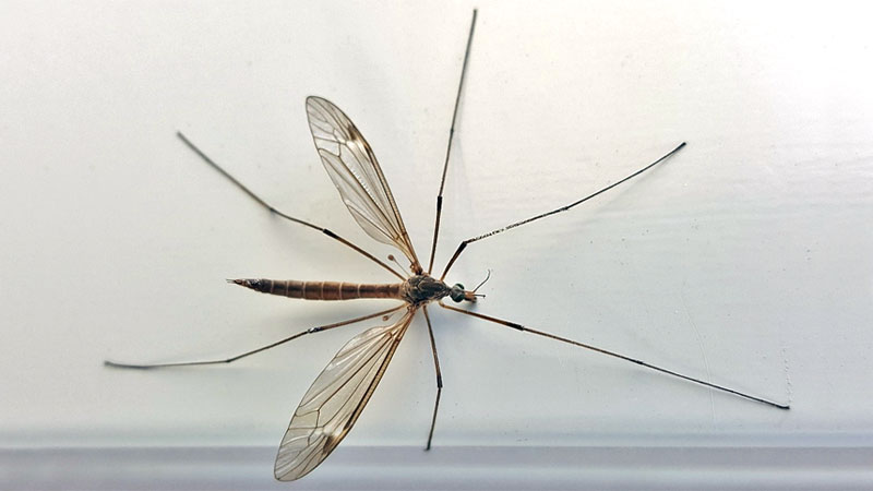 Mosquito Eaters Crane Fly