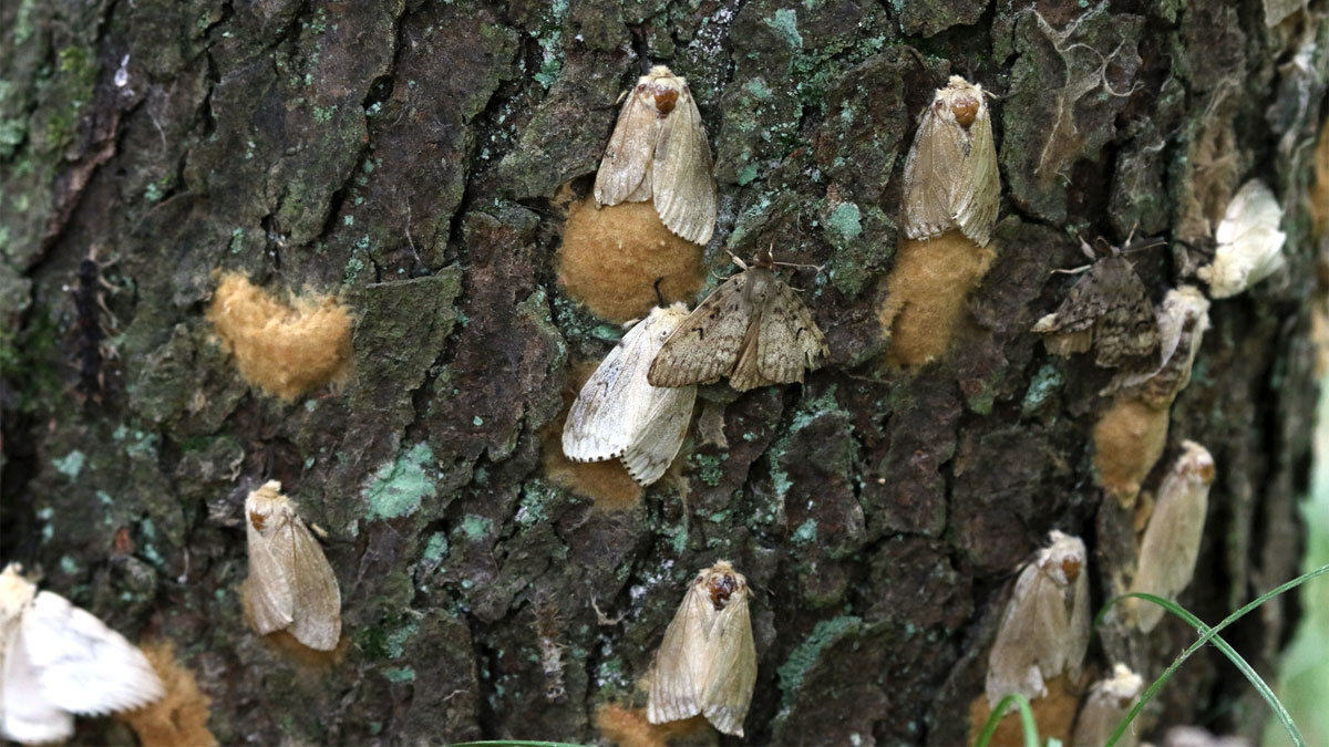 get rid of gypsy moths