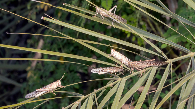 how to get rid of locusts