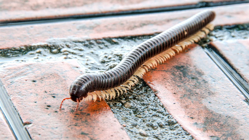 get rid of millipedes