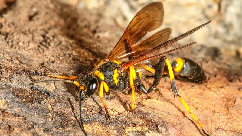 get rid of mud daubers