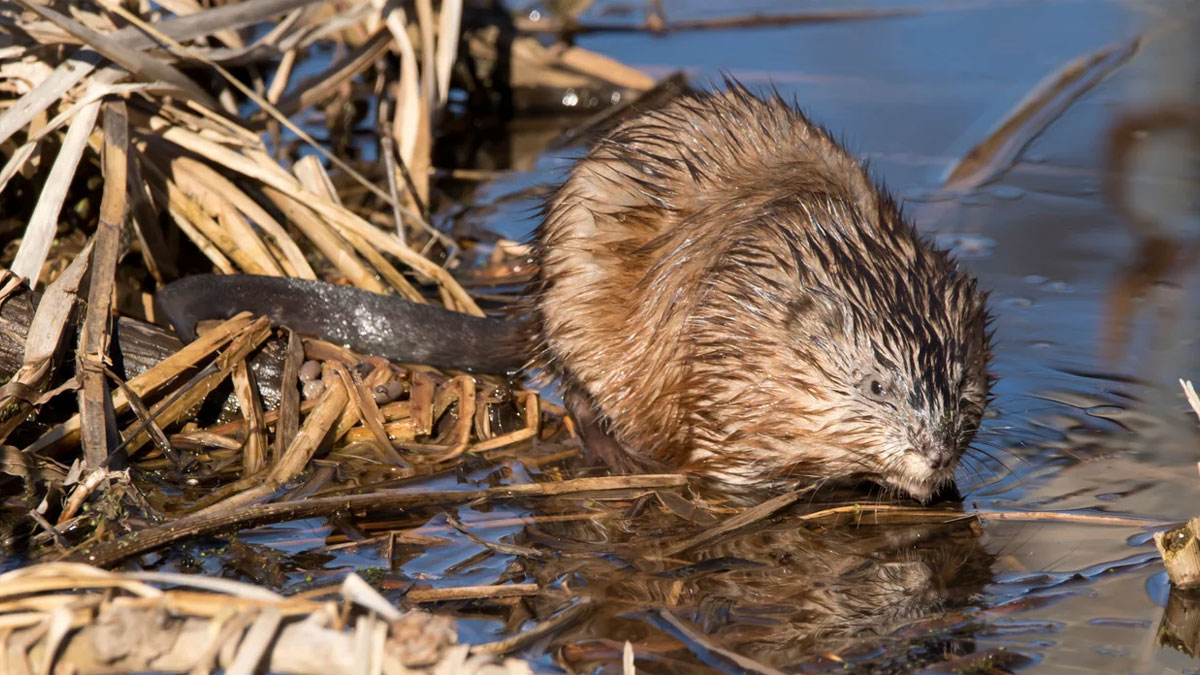 get rid of muskrats