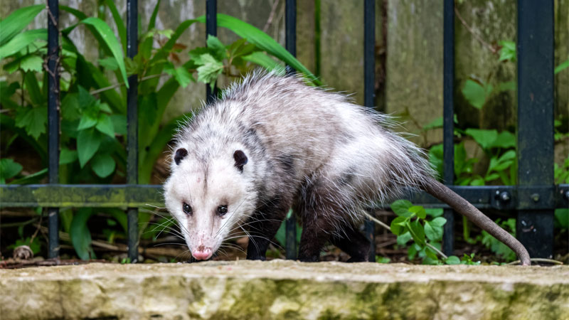 how to get rid of opossums