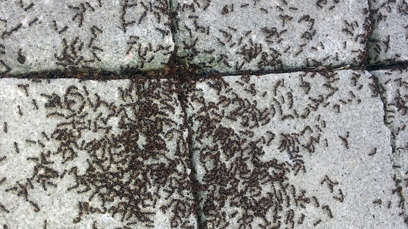 get rid of pavement ants