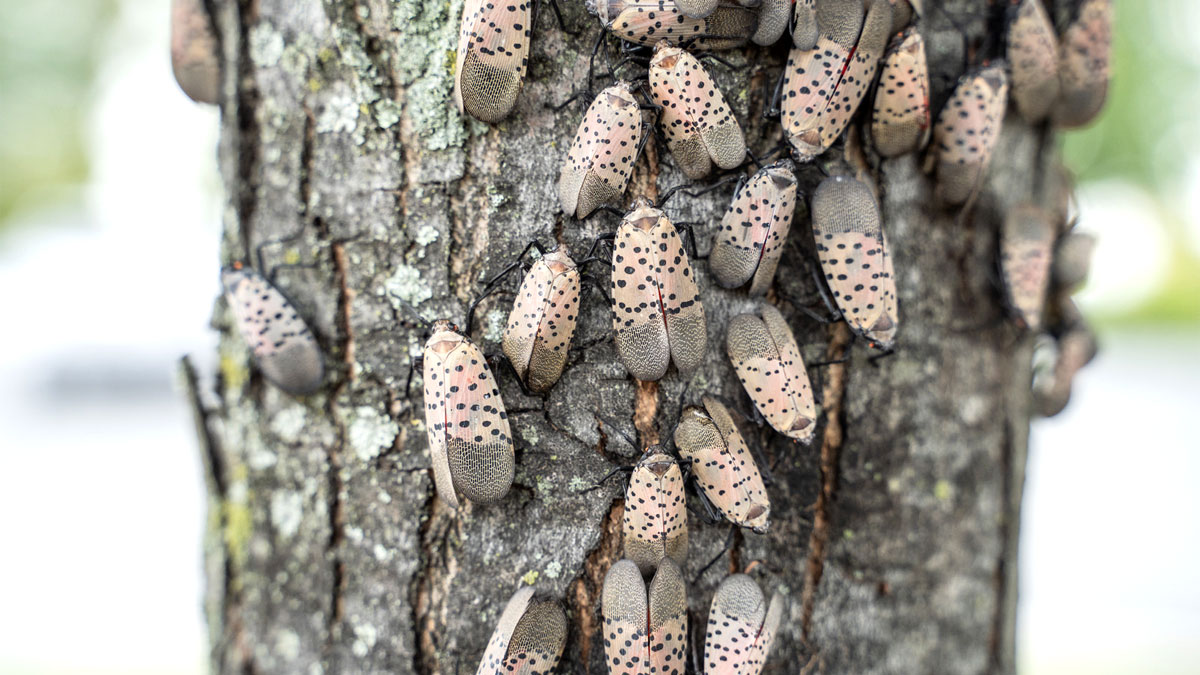 get rid of spotted lanternflies
