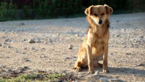 get rid of stray dog