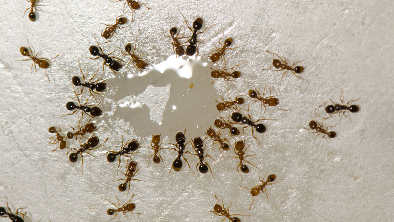 getting rid of Argentine ants