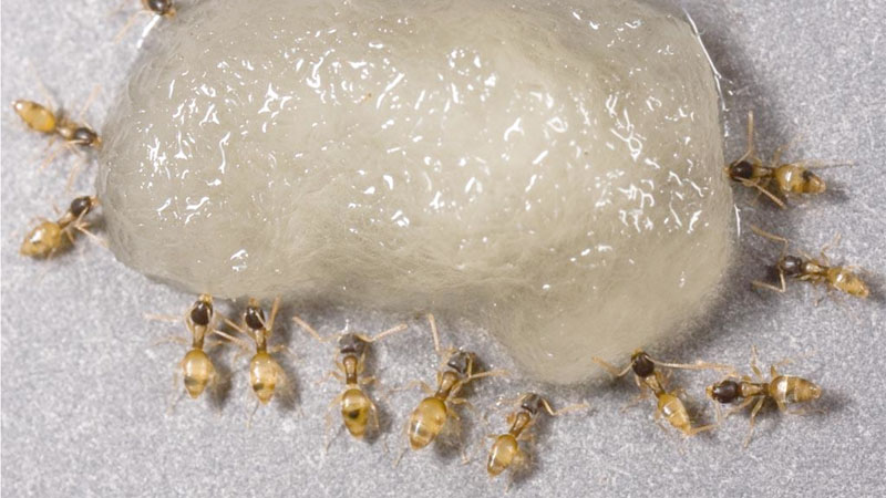 getting rid of ghost ants