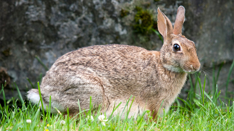 getting rid of wild rabbits