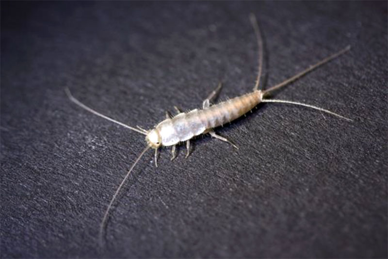 ghost silverfish