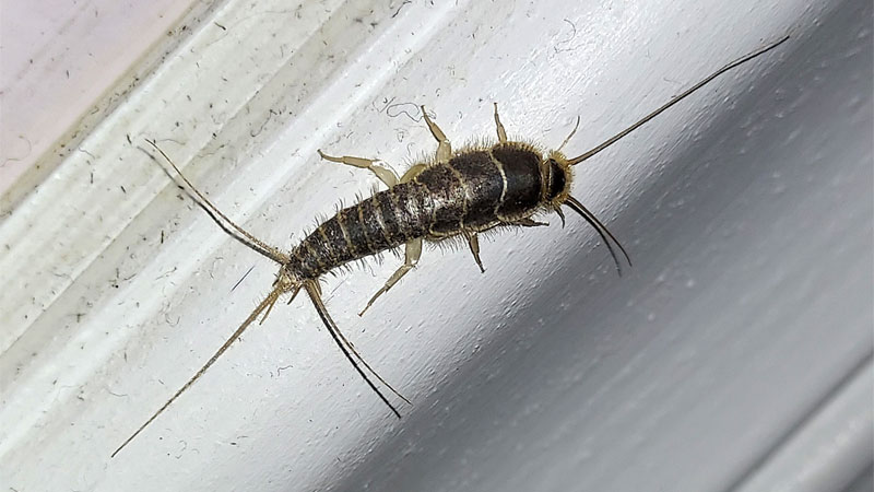 giant gray silverfish