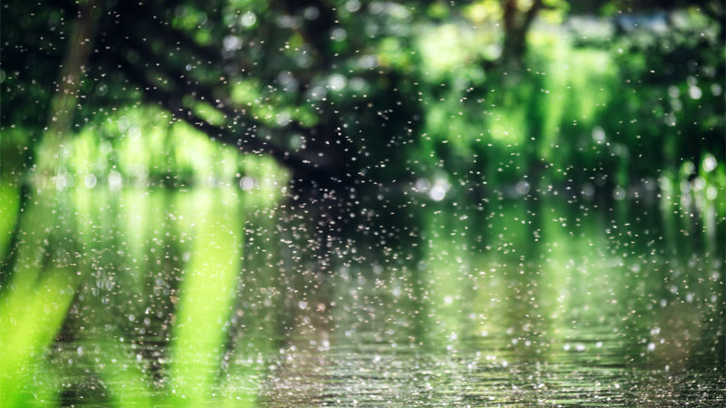 gnats over water