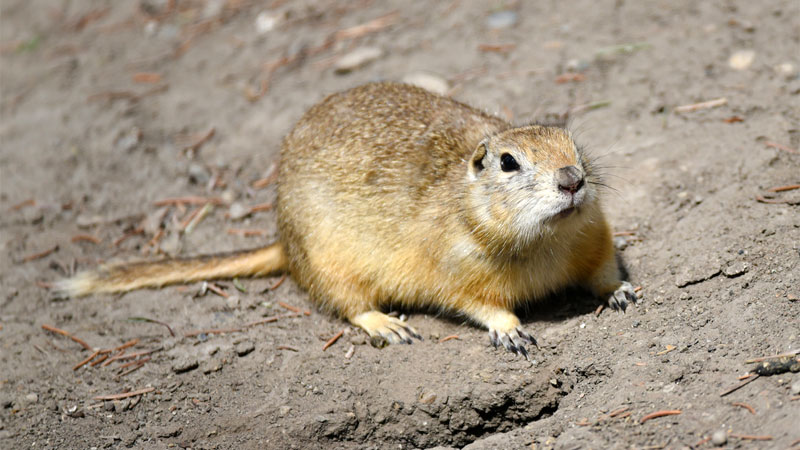 gopher tail
