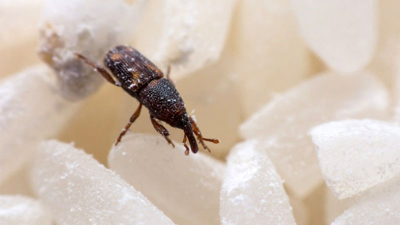 grain weevil