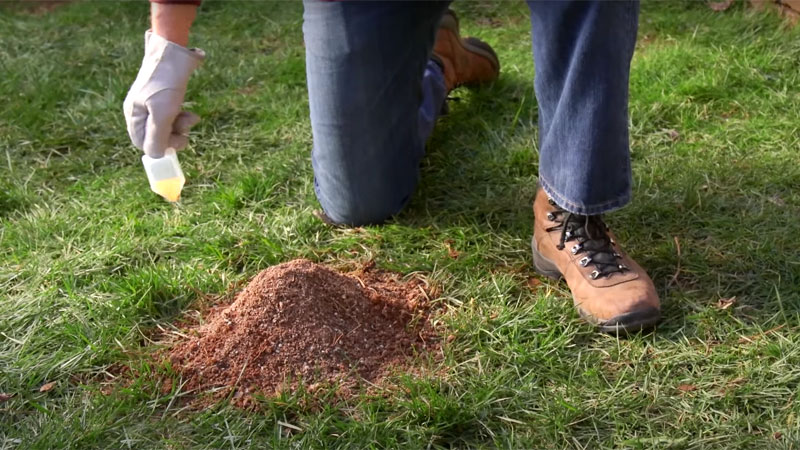 granules on ant hill