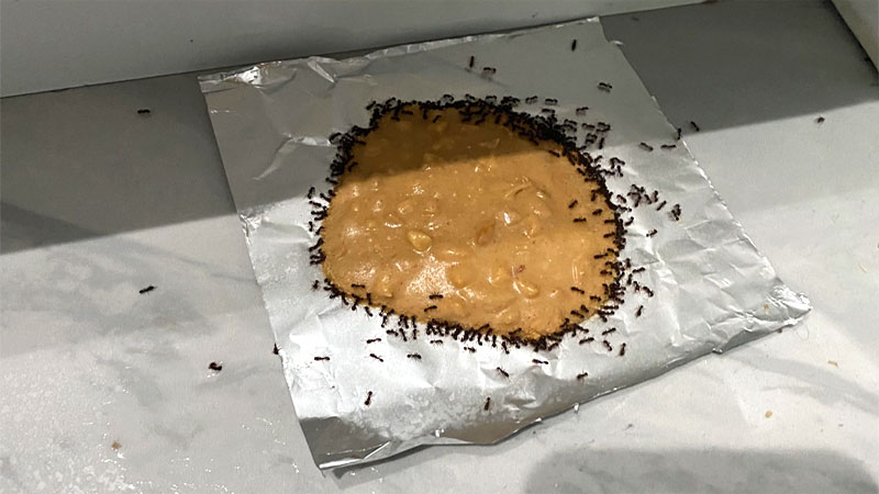 grease ants eating peanut butter