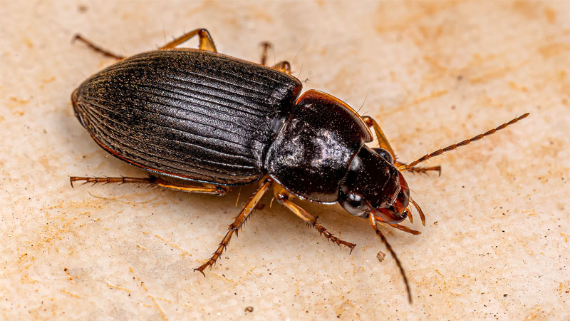 ground beetle