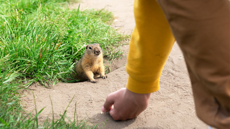 gum to get rid of gophers