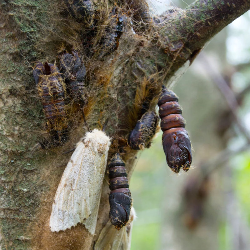 gypsy moth in tree