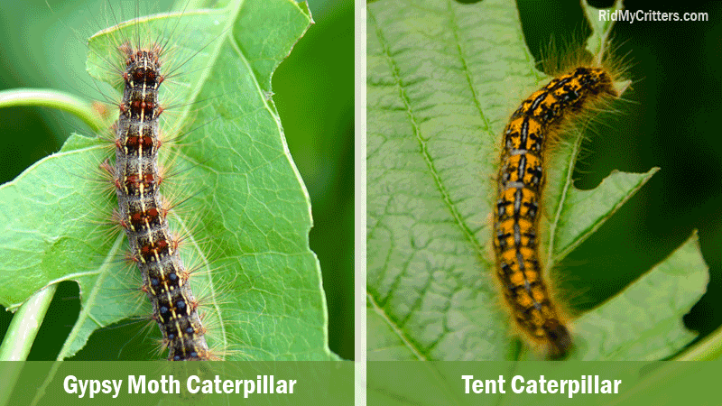 gypsy moth vs tent caterpillar