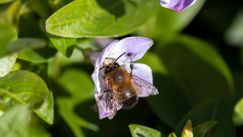 hairy-footed flower bee