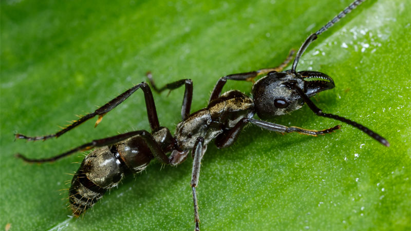 hairy panther ant
