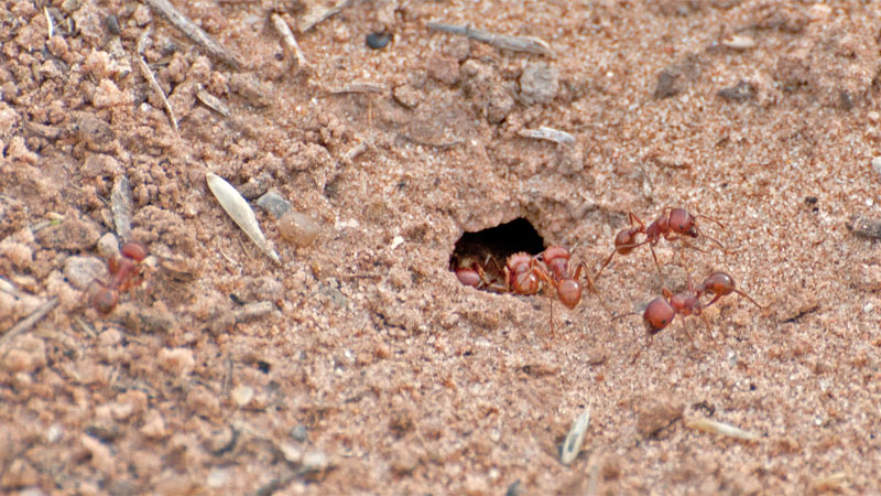 harvester ant mound
