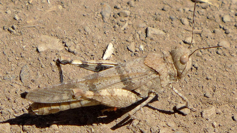 high plains locust