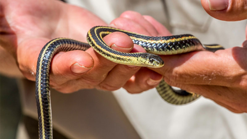 holding garter snake