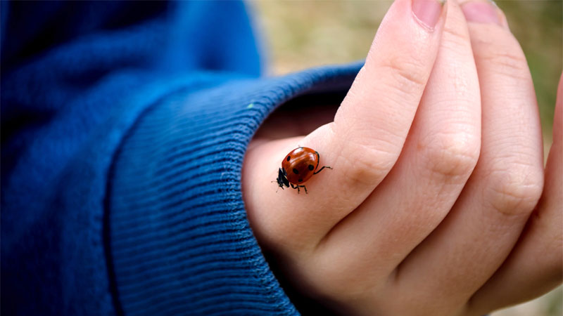 holding ladybug
