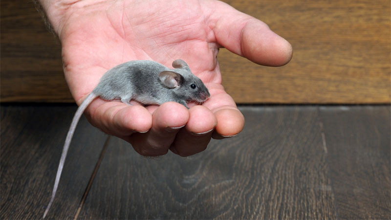 holding mouse