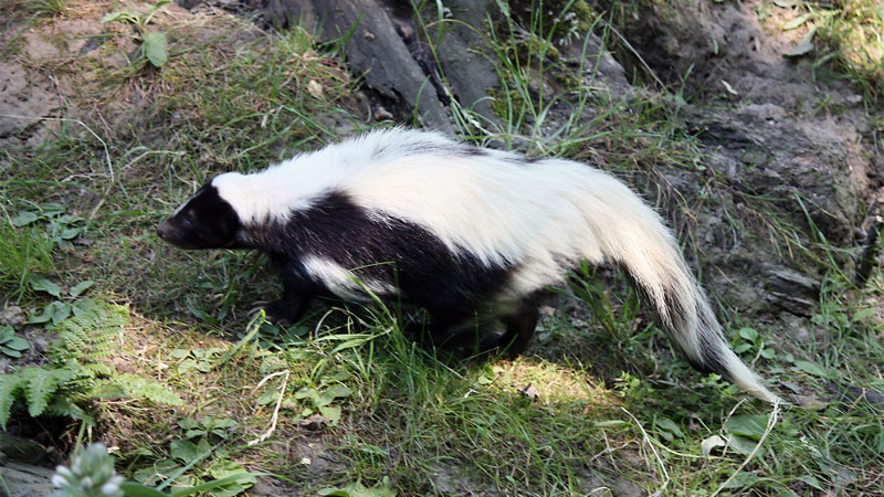 hooded-skunk