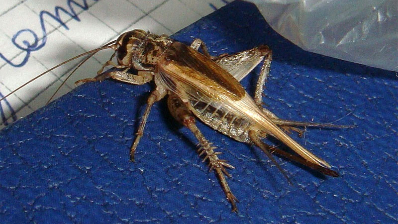 house cricket