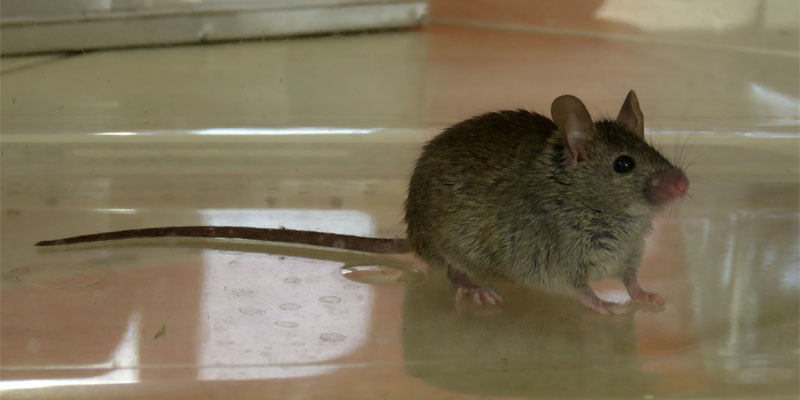 house mouse