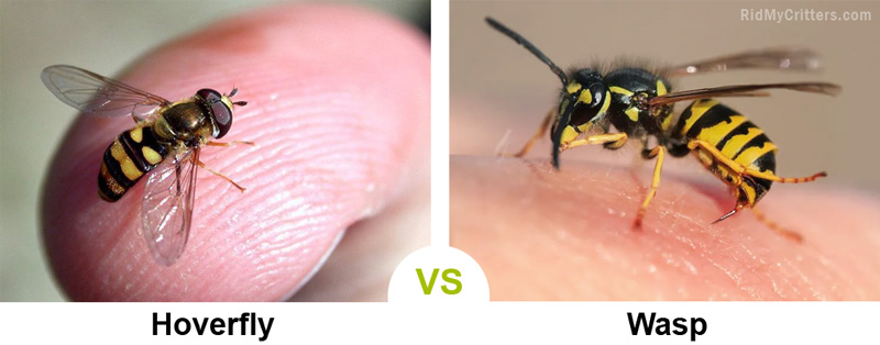 hoverfly vs wasp