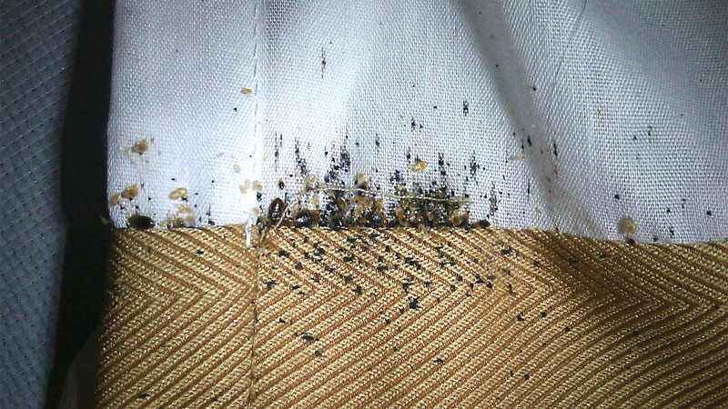 how to find bed bugs