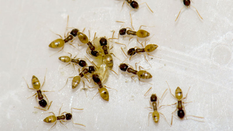 How To Get Rid Of Ghost Ants In Your Car Thinkervine