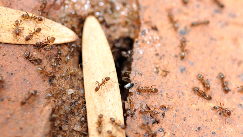 how to get rid of argentine ants