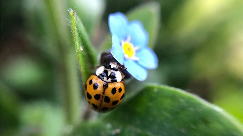 how to get rid of Asian lady beetles