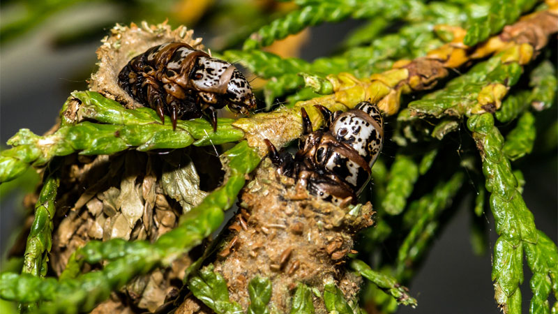 how to get rid of bagworms