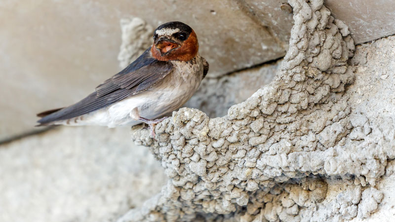 how to get rid of barn swallows