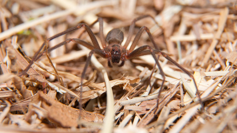 how to get rid of brown recluse spider