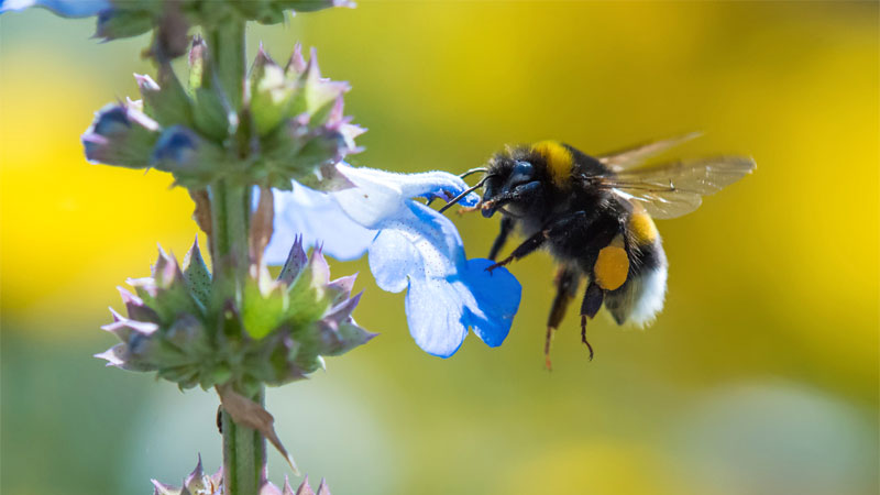 how to get rid of bumble bees