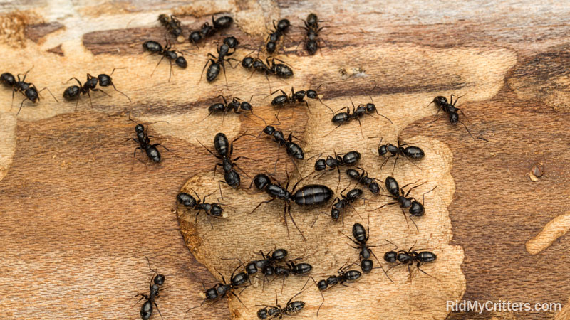 how to get rid of carpenter ants