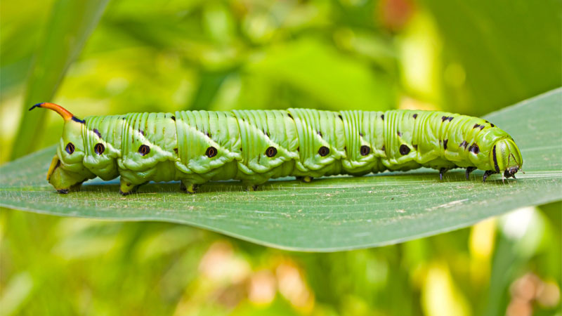 how to get rid of caterpillar